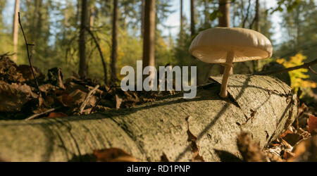 Mushroom growing on a fallen log, Putten, Gelderland, Holland Stock Photo