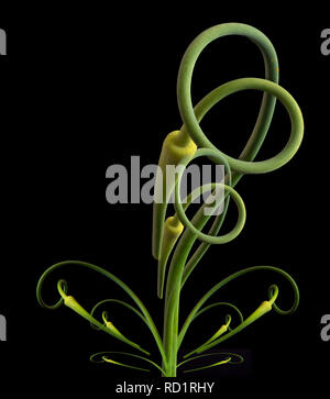 Fine art still life abstract graphical image of green garlic in spiral recursive shapes on black background Stock Photo