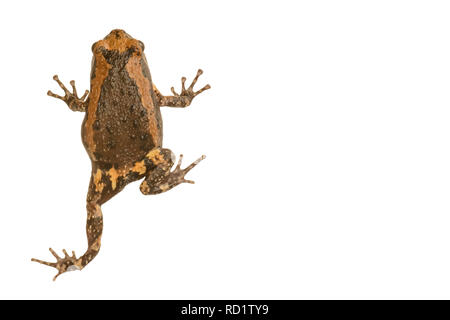 beautiful female Dark-sided Frog (Rana nigrovittata) in the pond Stock ...