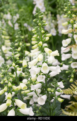 Digitalis 'Lucas White' flowers. Stock Photo