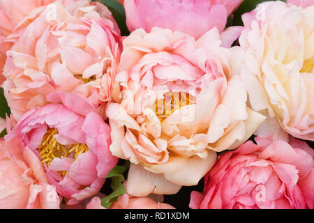 Paeonia 'Coral Sunset' flowers. Stock Photo