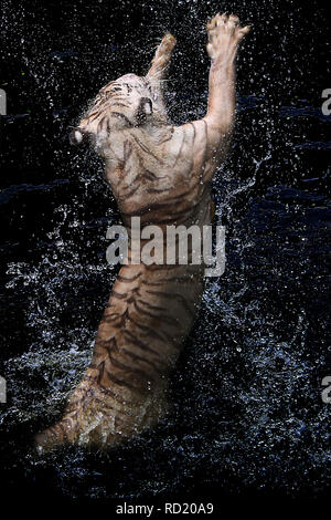 Tiger jumping out of a river, Indonesia Stock Photo