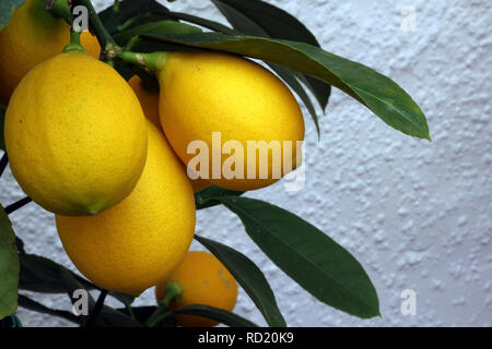 Lemons ripening on a Tree Stock Photo