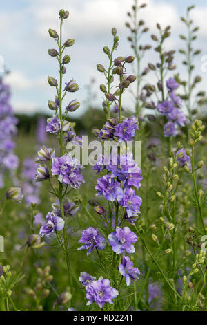 Delphiniums Growing In A Field - Wick, Pershore, Worcestershire. UK Stock Photo