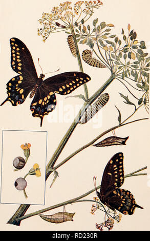. Elementary studies in insect life. Insects. . Please note that these images are extracted from scanned page images that may have been digitally enhanced for readability - coloration and appearance of these illustrations may not perfectly resemble the original work.. Hunter, Samuel John, 1866-1946. Topeka, Kan. , Crane &amp; company Stock Photo