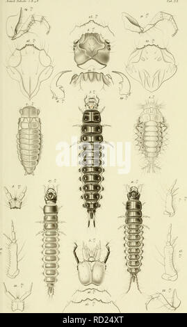 . De metamorphosi eleutheratorum observationes : bidrag til insekternes udviklingshistorie. Beetles. . Please note that these images are extracted from scanned page images that may have been digitally enhanced for readability - coloration and appearance of these illustrations may not perfectly resemble the original work.. Schiødte, J. C, (Jørgen Matthias Christian. 1815-1884. Kjøbenhavn : Thieles Bogtrykkeri