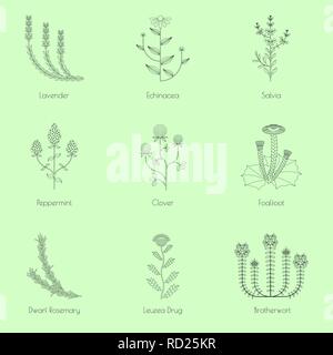 Medicinal herbs, contour icons isolated on green background Stock Vector