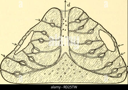 . Elementary biology; an introduction to the science of life. Biology. CHAPTER LXXVIII SOCIAL LIFE OF ORGANISMS 457. Self-sufficient individuals. Among the lowest forms of plants and animals each individual is quite independent of its neighbors, as we may see in the case of the ameba, the Para- mecium, the green slime, the various bacteria, and so on.. Fig. 227. Diagram of sponge structure A sponge is a colony of cells arranged about hollow spaces, a, which are connected with the surrounding water by means of hollow channels, l>, carrying currents inward, and by means of other channels, c,  Stock Photo