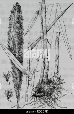 . da bie shan zhi wu zhi. botany. . Please note that these images are extracted from scanned page images that may have been digitally enhanced for readability - coloration and appearance of these illustrations may not perfectly resemble the original work.. zi xing zhong zhang ding cheng. zhong guo lin ye chu ban she Stock Photo