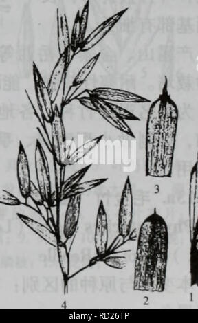 . da bie shan zhi wu zhi. botany. å¾38æ©å-ç«¹ å¾39æ©ç«¹ 1.å¶æï¼2.ç§ç®¨ï¼3.ç§ï¼4. m 1. IS; 2.ç§ç®¨ï¼èé¢ä¸è ¹é¢ï¼ï¼ 3.ç§ï¼4.å¶æ 11. æ©ç«¹ï¼å¾39) Phyllostachys praecox C. D. Chu et C. S. Chao ç§é«8  10ç±³ï¼å¾46åç±³ï¼ä¸-é¨èé´é¿15 25åç±³ï¼å¸¸ä¸ä¾§è¿èï¼ä¸åç§°ï¼æ°ç§æ·±ç»¿ è²ï¼èç´«è¤è²ï¼å¯è¢«ç½ç²ï¼æ æ¯ï¼èç§ç»¿è²æç°ç»¿è²ï¼ç§ç¯ä¸ç®¨ç¯åä¸-åº¦éèµ·ãå¢æè¾æ©ï¼3 æä¸æ¬å³åºï¼^ãç§éé¿åå½¢ï¼å æ»æ æ¯ï¼åæç½ç²ï¼ç»¿è¤è²ææ·¡é»è¤è²ï¼å¯è¢«å¤§å°ä¸ç-çè¤è² æç¹ï¼æç´«è¤è²èçº¹ï¼ç®¨è³åè©æ¯ä¸åè²ï¼ç®¨èç»¿è¤è²æç´«è¤ è²ï¼å¼§å½¢ï¼ä¸¤ä¾§ä¸å»¶ï¼å ç«¯ææ³¢ç¶ç¼ºé½¿åç»çº¤æ¯ï¼ç®¨å¶çªå¸¦ç¶æ« éå½¢ï¼å¼ºççº§ææä¸é¨è¿å¹³ç´ï¼åæ²ï¼ç»¿è²æç´«è¤è² Stock Photo