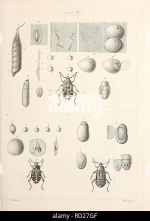 . Degl' insetti che attaccano l'albero ed il frutto dell'olivo. Insect pests. . Please note that these images are extracted from scanned page images that may have been digitally enhanced for readability - coloration and appearance of these illustrations may not perfectly resemble the original work.. Costa, Achille, -1898. [from old catalog]; R. Accademia delle scienze, Naples. [from old catalog]. Napoli, Stamperia e calcografia V. F. Piganasecca Stock Photo