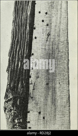 . Defects in timber caused by insects. Wood; Forest insects. Fig. -Pinholes caused by the pine-wood stainer (Onathot)ichus materiarius) POWDER POST Powder post is that class of defects in which the larvae of insects reduce the wood fibers of seasoned or partially seasoned wood to a powderlike condition by boring through the wood, which is both their shelter and their food. Powder post occurs only in the seasoned or partially seasoned sap- wood or heartwood of both hardwoods and softwoods. Logs, bolts, timbers, lumber, and crude or finished prod- ucts are attacked. The infested wood is al- ways Stock Photo