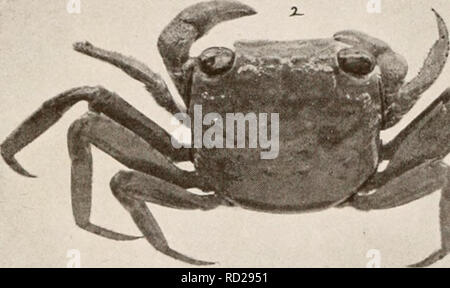 . Decapod crustacea of Bermuda. Decapoda (Crustacea) -- Bermuda Islands. . Please note that these images are extracted from scanned page images that may have been digitally enhanced for readability - coloration and appearance of these illustrations may not perfectly resemble the original work.. Verrill, A. E. (Addison Emery), 1839-1926. New Haven, Conn. , The Tuttle, Morehouse &amp; Taylor Press Stock Photo