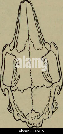 . Elementary lessons in zoölogy : a guide in studying animal life and structure in field and laboratory. Zoology. . Please note that these images are extracted from scanned page images that may have been digitally enhanced for readability - coloration and appearance of these illustrations may not perfectly resemble the original work.. Needham, James G. (James George), 1868-1956. New York : American Book Company Stock Photo