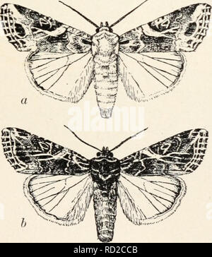 Elementary entomology . Fig. 315. The cotton bollworm, or corn-ear worm  [Hcliothis cbsoleta). (Natural size) rt, adult moth ; b, dark full-grown  larva ; c, light full-grown lar'a ; </, pupa. (.