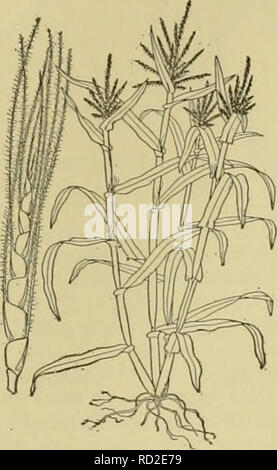 Zea mays, known as Maize, Indian corn and Sweet corn, Germany Stock ...