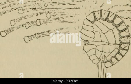 . Elementary botany . * x 0 Fig. 211. Dispersion of spores from ...