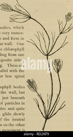 . Elementary botany. Botany. PROTOPLASM. 9 node. These internodes are peculiar. They consist of but a single &quot;cell,&quot; and are cylindrical, with closed ends. They are sometimes 5-10 cm. long. 19. Internode of nitella.—For the study of an internode of nitella, a small one, near the end, or the ends of one of the &quot; leaves &quot; is best suited, since it is more transparent. A small portion of the plant should be placed on the glass slip in water with the cover glass over a tuft of the branches near the growing end. Examined with the microscope the green chlorophyll bodies, which for Stock Photo