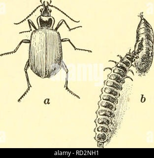 two kinds of insects are fighting Stock Photo - Alamy