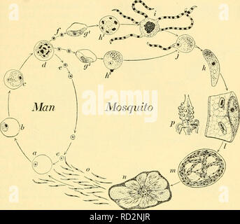 . Elementary biology; an introduction to the science of life. Biology. INSECTS AS INTERMEDIATE HOSTS 405 without wearing veils and gloves. Thus they lived through the most dangerous part of the year, from early in July until late in October, and not one became sick, although many of their neighbors became. Fig. 209. The malaria parasite The parasite attacks the red blood corpuscle of a human being, a, and when it has destroyed the corpuscle, d, it breaks up into a large number of spores^ e, which may enter other corpuscles and start a new cycle. When blood containing the malaria organism,/, ge Stock Photo