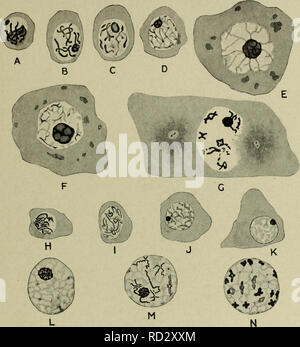 Meiosis ii stages Stock Photo - Alamy