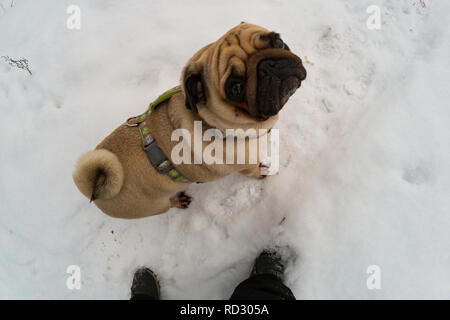 Dog walks in the winter. Pug stands at the feet of a man and looks up.