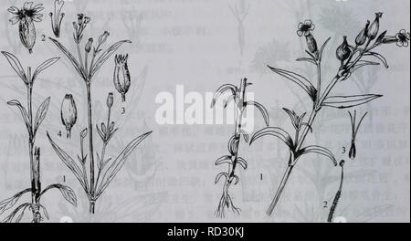 Silene Conoidea L Silene Conoidea L Stock Photo Alamy