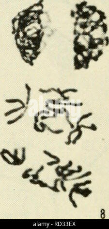 Meiosis ii stages Stock Photo - Alamy