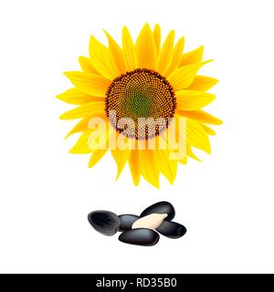 Flower of sunflower isolated on white background. heap of seeds. Vector illustration Stock Vector