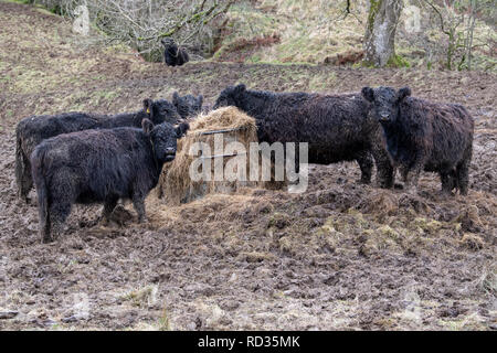 galloway moorland highlands loch maree alamy