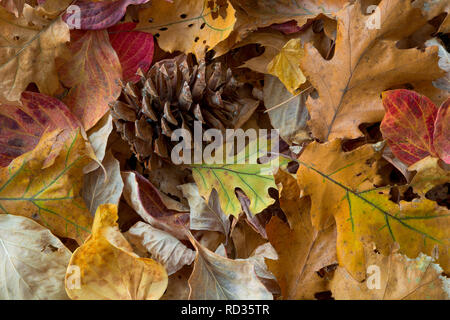 A ponderosa pine cone rests amongst fallen fall leaves in Yosemite National Park of California, USA. Stock Photo