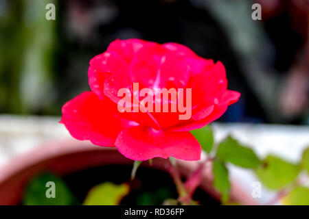 Closeup of a small red rose in winter Stock Photo
