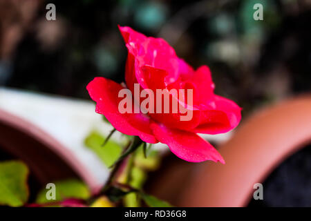 Closeup of a small red rose in winter Stock Photo