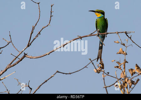 Swallow-tailed bee-eater (Merops hirundineus) sitting on a branch by the Zambezi. Stock Photo