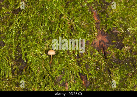 Very small fruiting body or mushroom (believed Mycena sp.) among a forest of moss on the trunk of a tree, Kent, UK, winter. Stock Photo