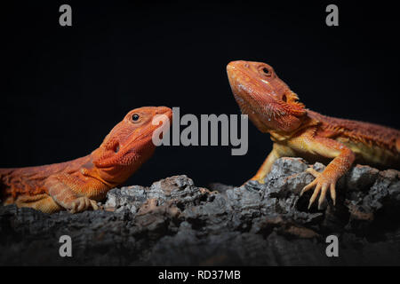 Close up of two infant bearded dragons sitting on a log peering at each other with a dark background Stock Photo