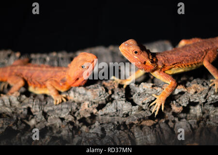 Close up of two infant bearded dragons sitting on a log peering at each other with a dark background Stock Photo