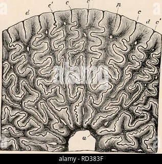 Tooth of Labyrinthodon Stock Photo - Alamy