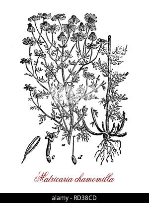 Vintage botanical engraving of chamomile, annual plant with white flower heads around a yellow disc.  The plant is the principal source of the herbal tea named chamomile used as sleep aid Stock Photo