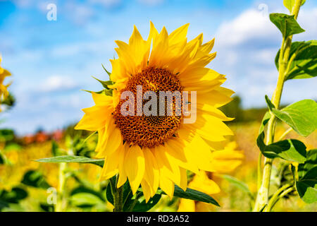 Close-up of a bright yellow sunflower (Helianthus annuus) against a blue sky. Stock Photo