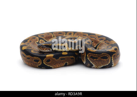 ball python isolated on white background Stock Photo