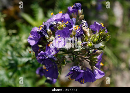 Jacobs Ladder Flower, Polemonium Caeruleum Stock Photo