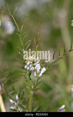 Hairy Tare Flowers - Vicia hirsuta  Tiny Vetch Stock Photo