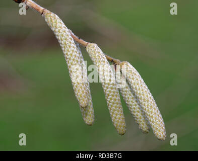 Turkish Hazel - Corylus colurna  Male Catkin Flowers Stock Photo