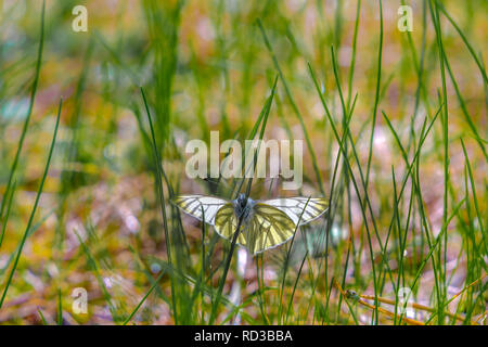 Butterfly green-veined white (Pieris napi) in the grass on a sunny spring day Stock Photo