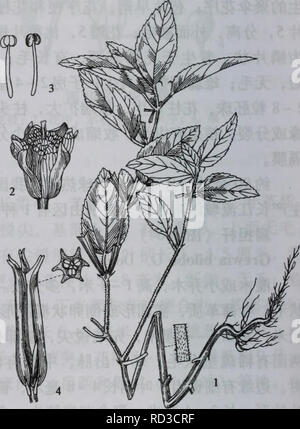 Grewia (Grewia biloba var. parviflora Stock Photo - Alamy