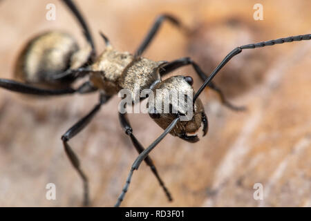 Polyrachis sp. golden ant foraging on leaf litter in tropical Queensland rainforest, Australia Stock Photo