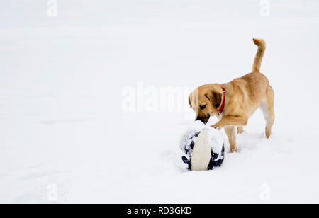 Dog plays with ball in snow Stock Photo