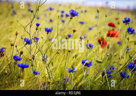 Blooming cornflower -Centaurea cyanus - in rye and poppy field on a sunny summer day Stock Photo