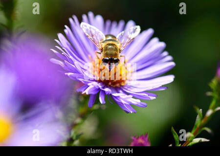 Schwebfliege (Syrphidae) on a blossom, Schwebfliege (Syrphidae) auf einer Blüte Stock Photo